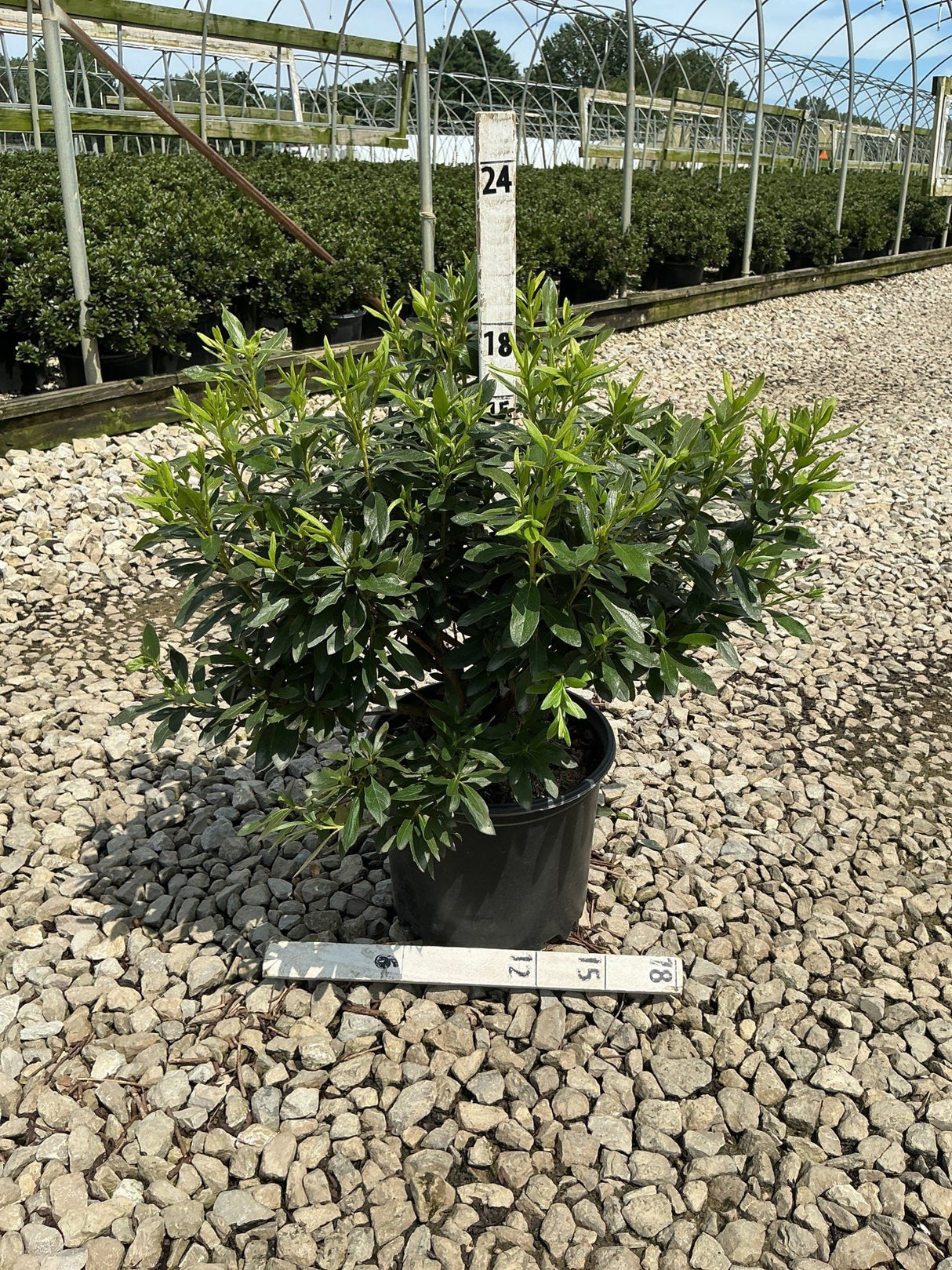 Compact Korean Rhododendron shrub in a #3 black nursery container, showing dense dark green foliage at a wholesale grower.