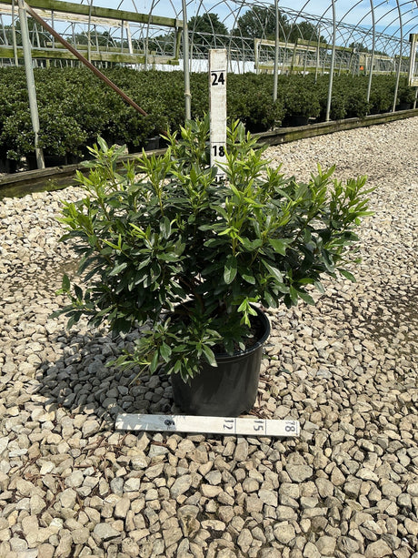 Compact Korean Rhododendron shrub in a #3 black nursery container, showing dense dark green foliage at a wholesale grower.