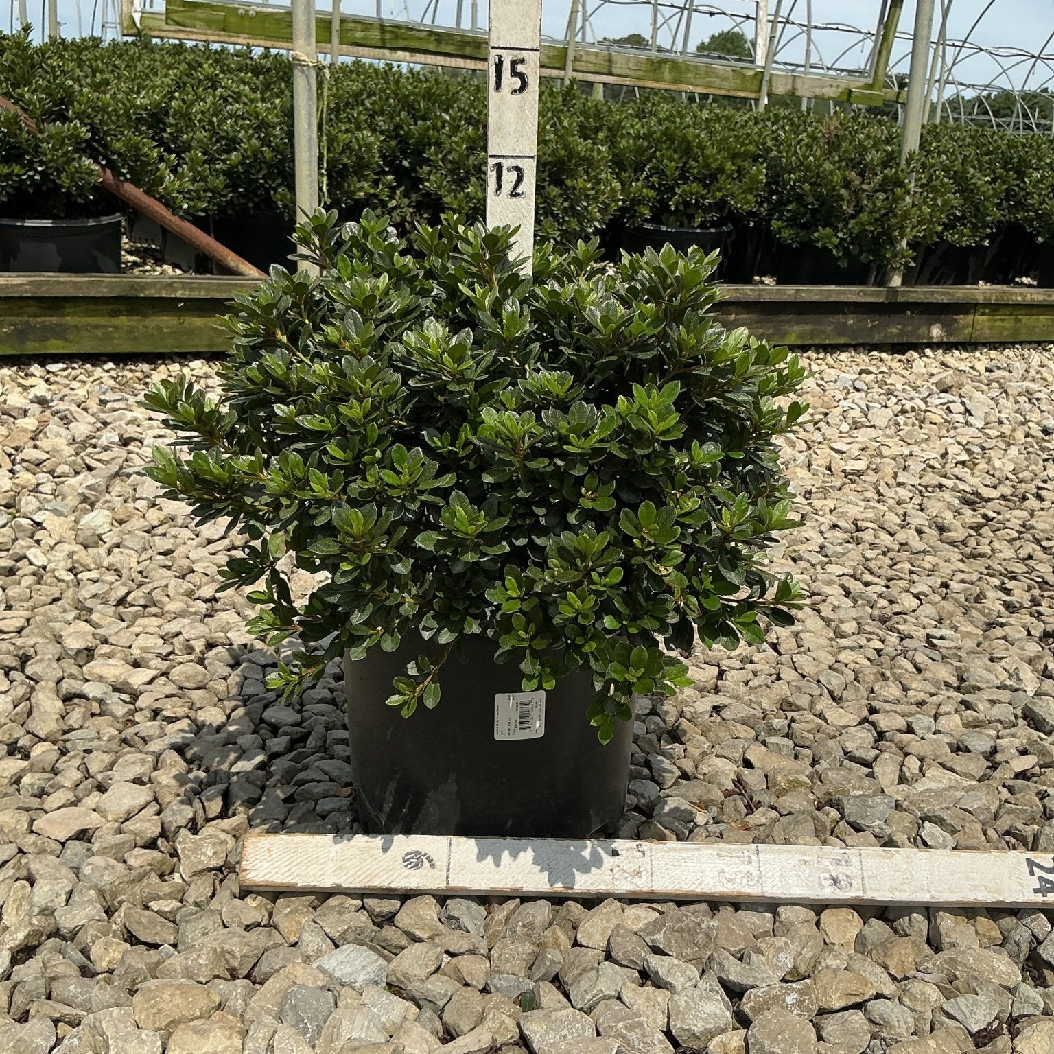 Bixby Azalea shrub in a black nursery container showing dense, dark green glossy foliage with a rounded compact habit.