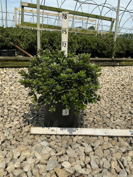 Bixby Azalea shrub in a black nursery container showing dense, dark green glossy foliage with a rounded compact habit.