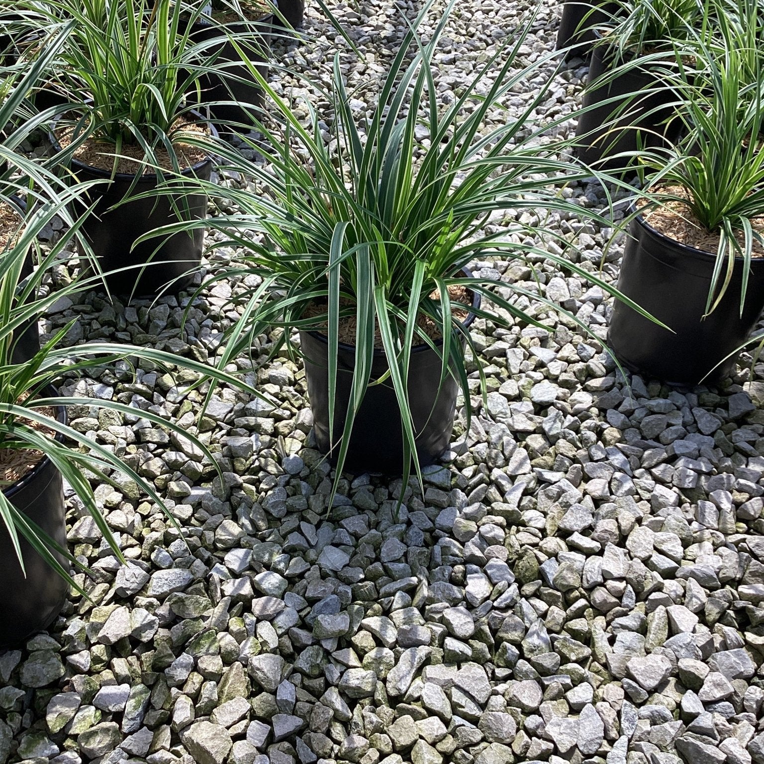 Ice Dance Sedge Grass in black nursery containers arranged on gravel, showing arching green and white variegated foliage.