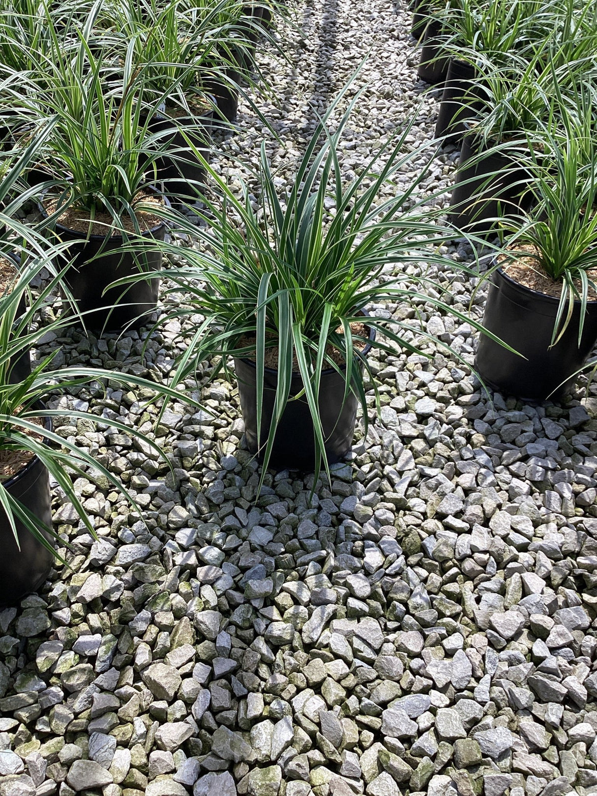 Ice Dance Sedge Grass in black nursery containers arranged on gravel, showing arching green and white variegated foliage.