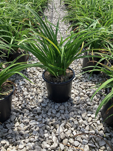 Purple De Oro Daylily in a #1 black nursery container, showing lush arching green foliage at a garden center.
