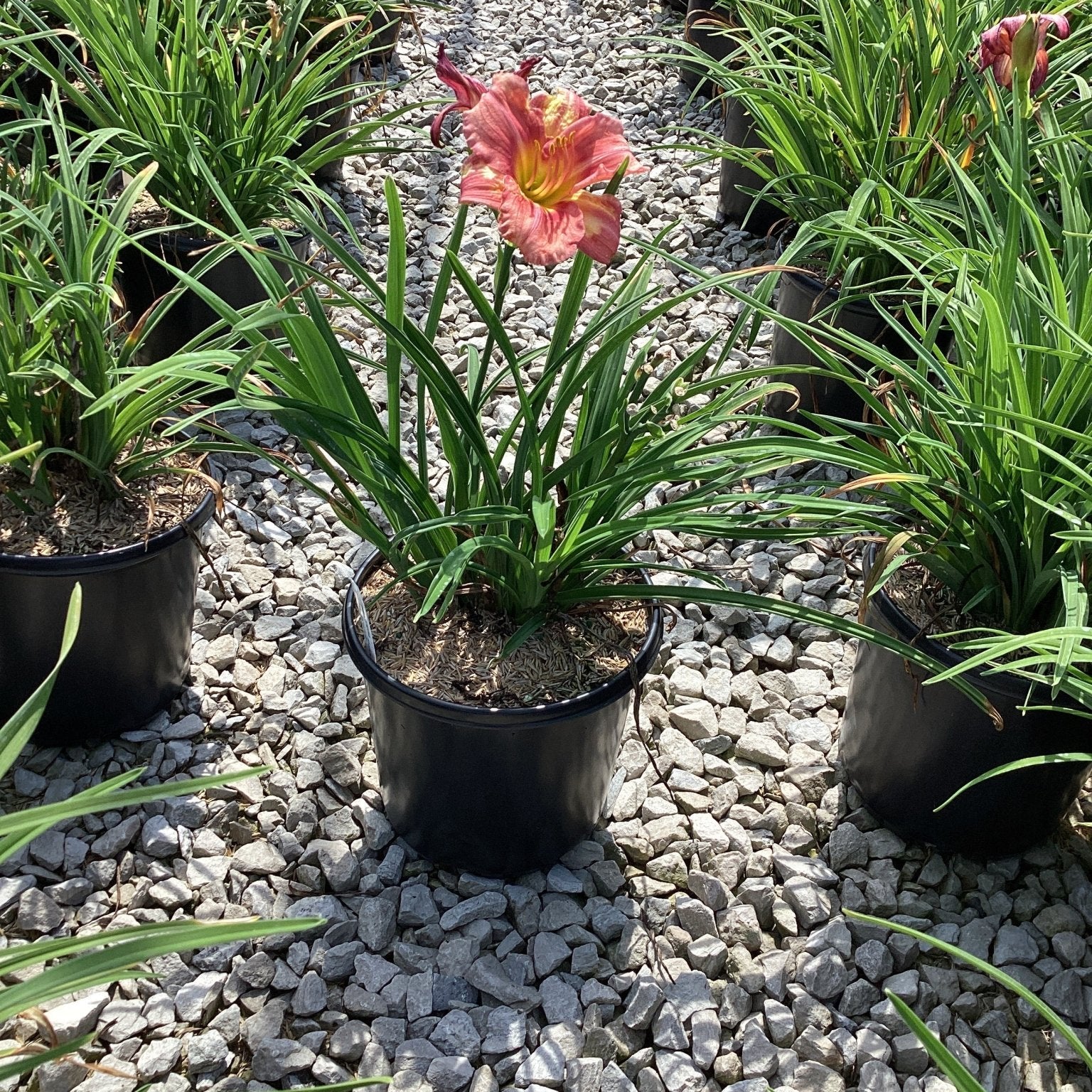 Rosy Returns Daylily in a black #1 container with a single pink bloom, displayed on gravel in a nursery setting.