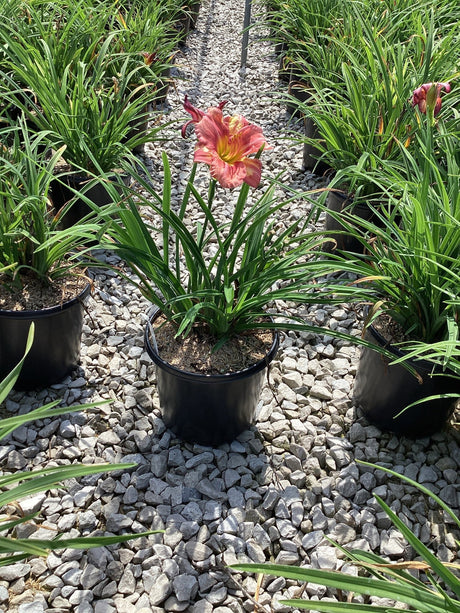 Rosy Returns Daylily in a black #1 container with a single pink bloom, displayed on gravel in a nursery setting.