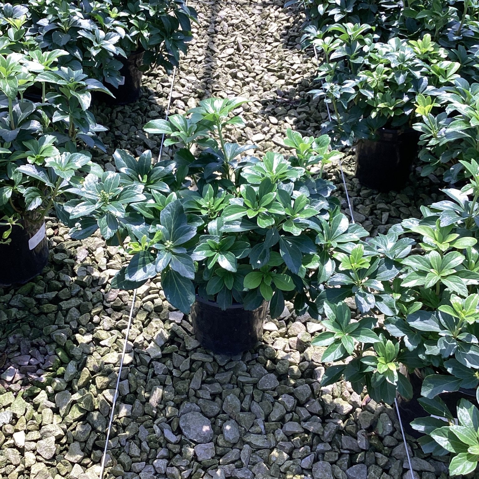 Pachysandra terminalis Japanese Spurge growing in black nursery containers on a gravel bed at a garden center.