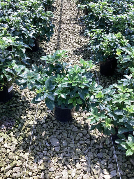 Pachysandra terminalis Japanese Spurge growing in black nursery containers on a gravel bed at a garden center.