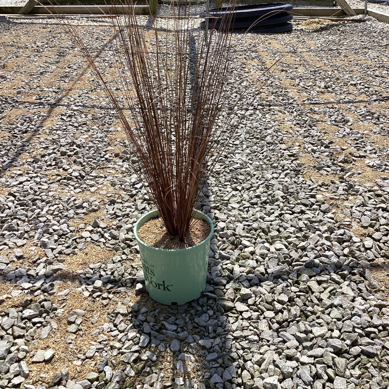Firefox Sedge Grass in a #1 container showing upright reddish-brown foliage at a nursery growing area.