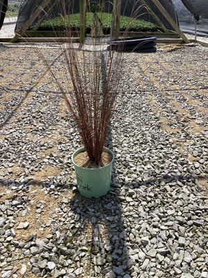 Firefox Sedge Grass in a #1 container showing upright reddish-brown foliage at a nursery growing area.