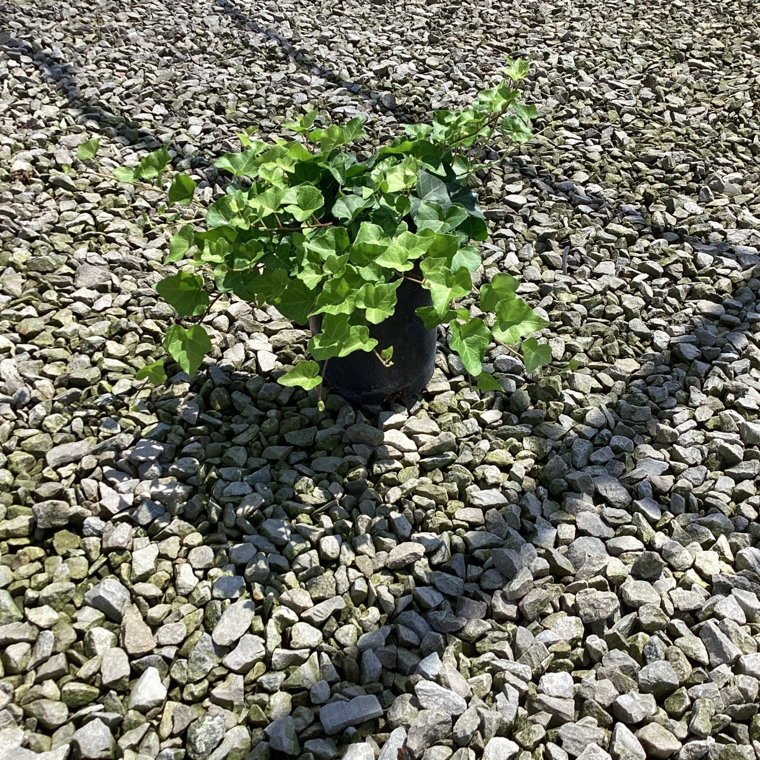 English Ivy Hedera helix growing in a black nursery container set on a gravel surface, showing dense green lobed foliage.