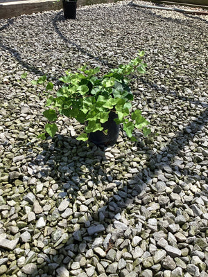English Ivy Hedera helix growing in a black nursery container set on a gravel surface, showing dense green lobed foliage.