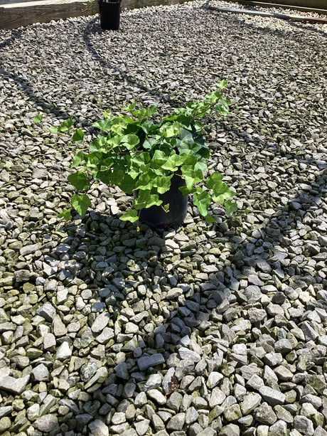English Ivy Hedera helix growing in a black nursery container set on a gravel surface, showing dense green lobed foliage.
