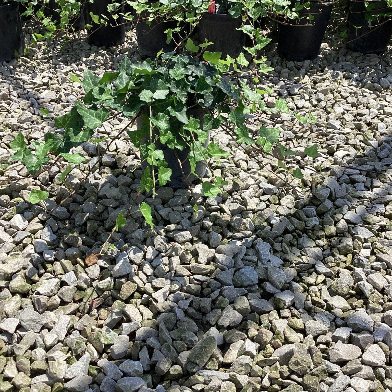 Thorndale English ivy plants in black nursery containers displayed on a gravel bed, showing dense lobed green foliage.