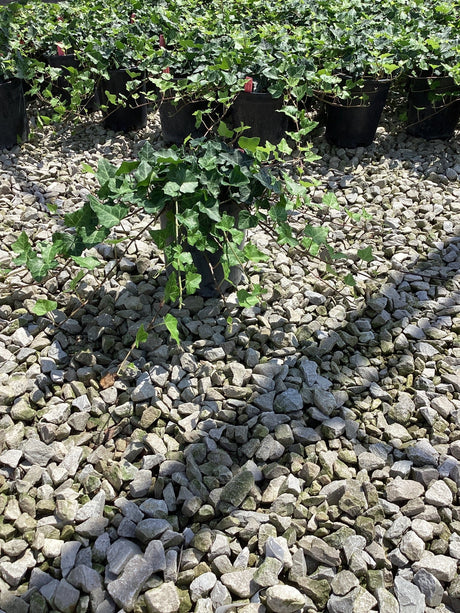Thorndale English ivy plants in black nursery containers displayed on a gravel bed, showing dense lobed green foliage.