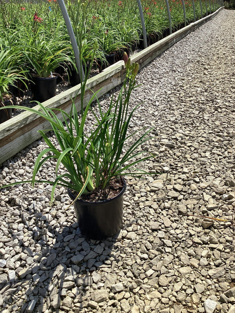 Pardon Me Daylily in a #1 black nursery container with green strap-like foliage and budding scapes on a gravel path.
