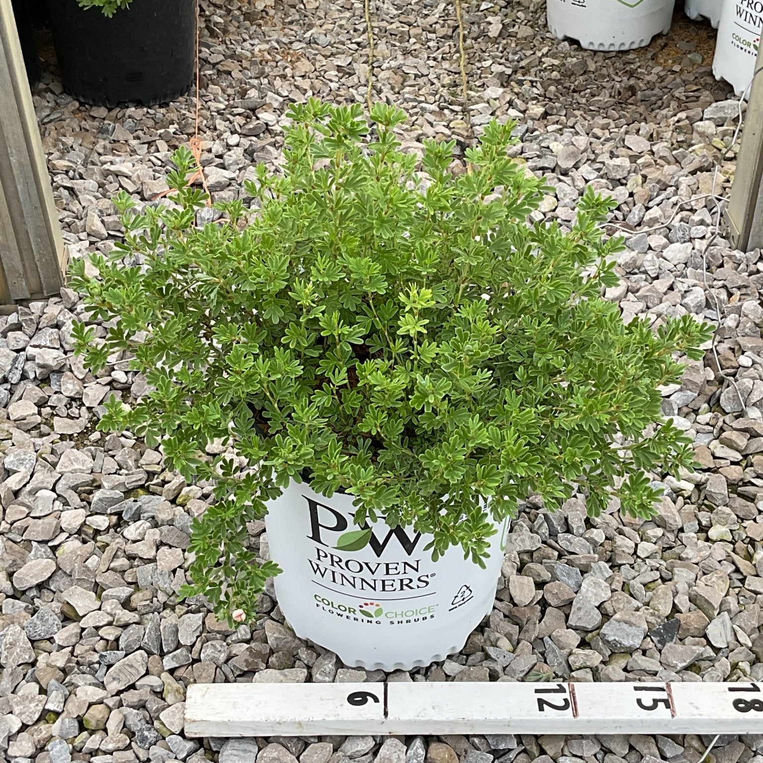 Happy Face Hearts Potentilla shrub in a Proven Winners #2 container, showing dense green foliage against a gravel background.