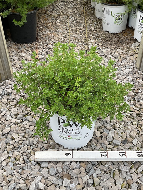 Happy Face Hearts Potentilla shrub in a Proven Winners #2 container, showing dense green foliage against a gravel background.