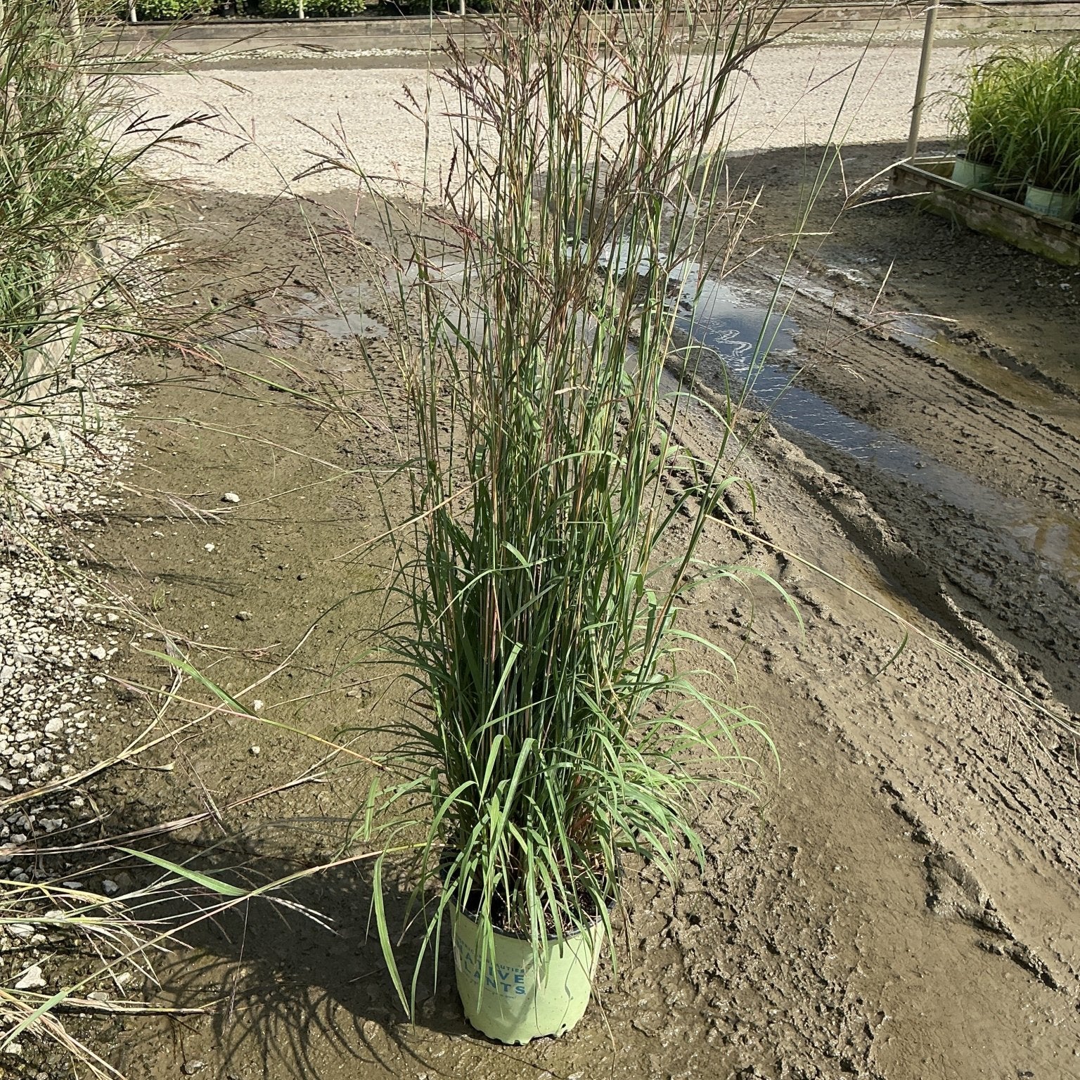 Big Bluestem Grass in a #2 container showing tall upright green foliage with reddish seed heads at a nursery.