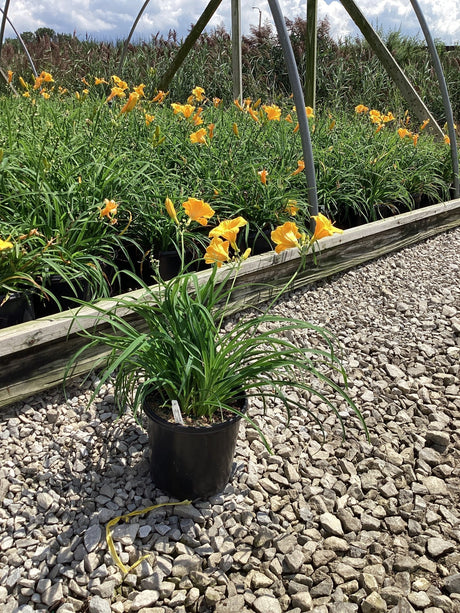 Stella de Oro daylily in a #1 black nursery container with bright golden-orange blooms, displayed on gravel at a garden center.