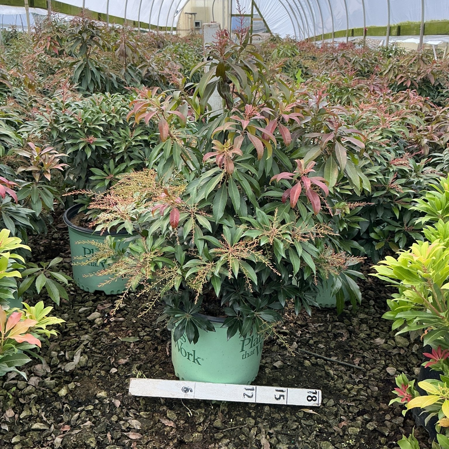 Katsura Pieris japonica shrub in a #3 container showing red-tipped new growth and small flower racemes inside a greenhouse.