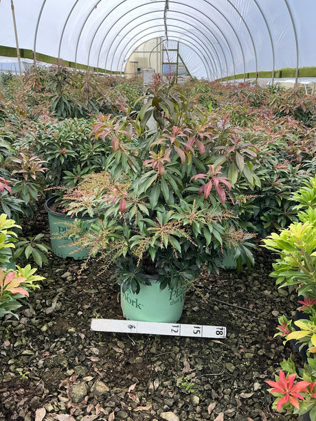 Katsura Pieris japonica shrub in a #3 container showing red-tipped new growth and small flower racemes inside a greenhouse.