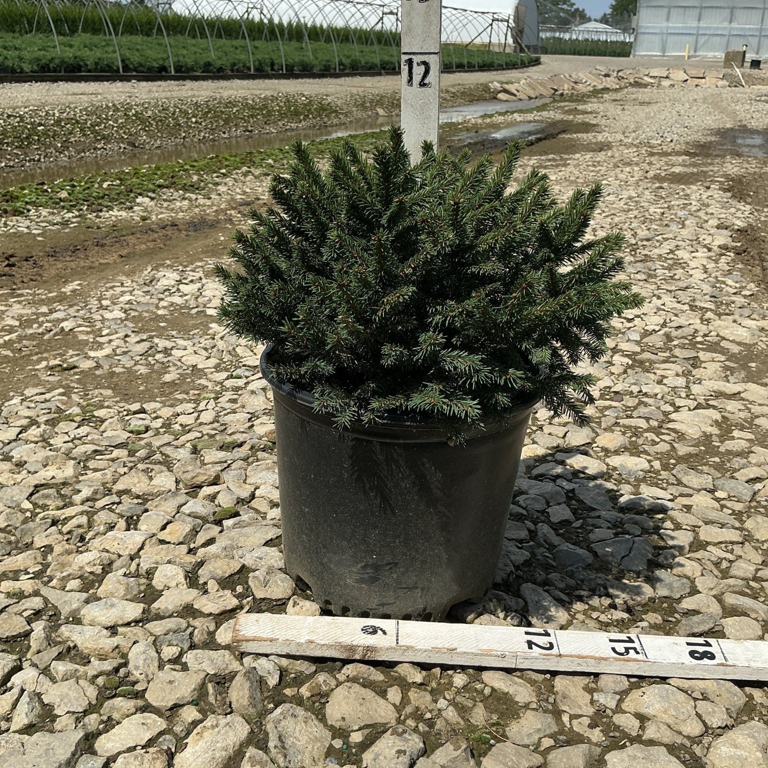 Dwarf Norway Spruce Picea abies Pumila in a #3 container with dense dark green foliage at a nursery.