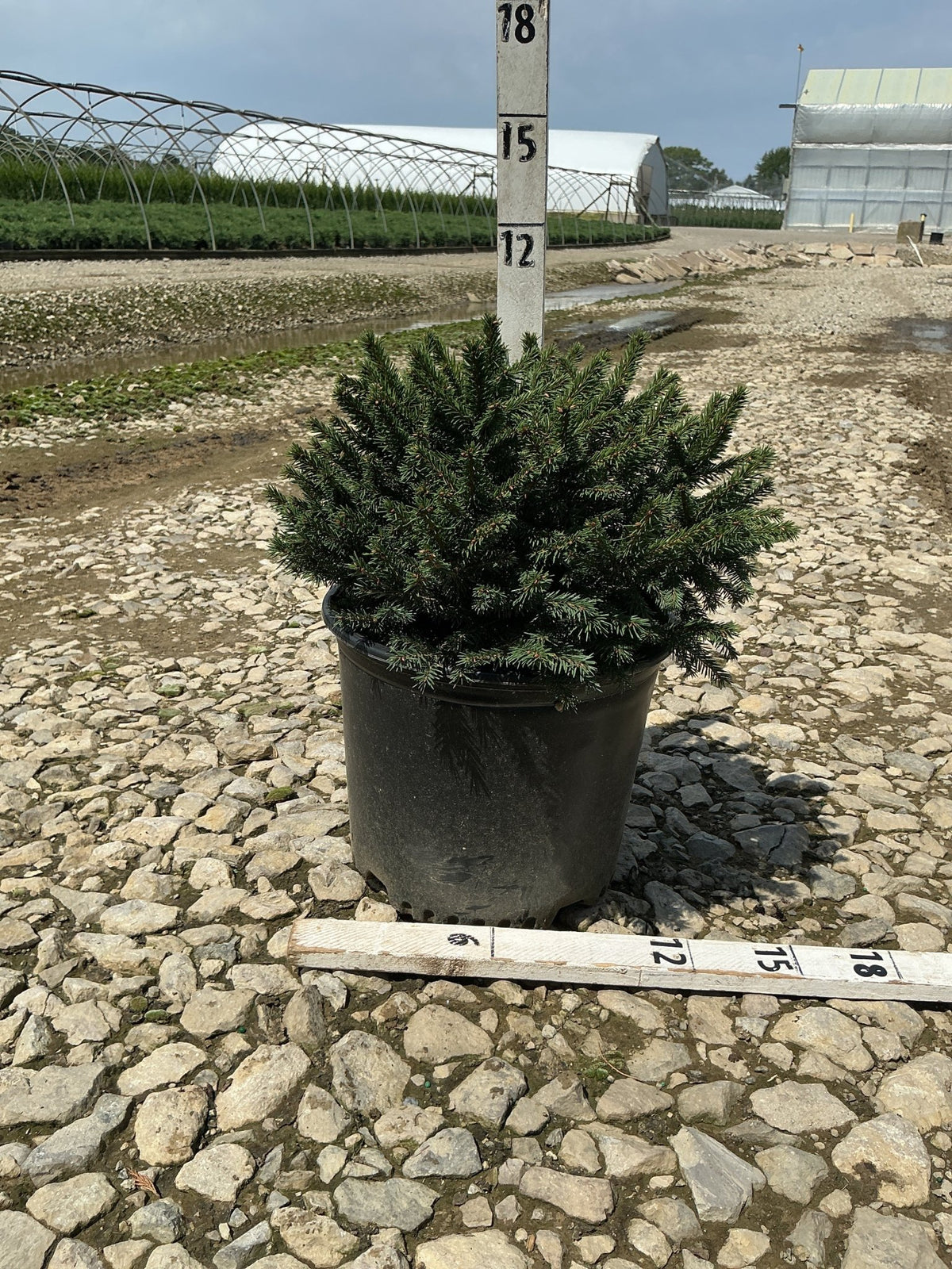 Dwarf Norway Spruce Picea abies Pumila in a #3 container with dense dark green foliage at a nursery.