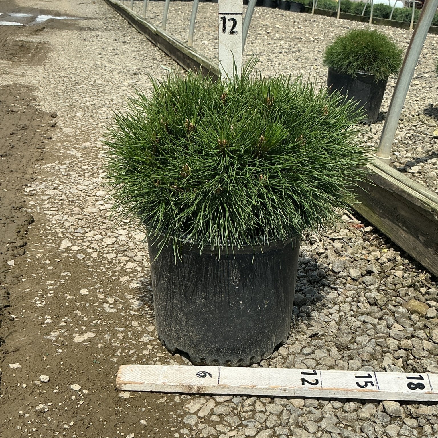 Enci Mugo Pine in a black nursery container showing its dense, rounded mounding habit with dark green needles.