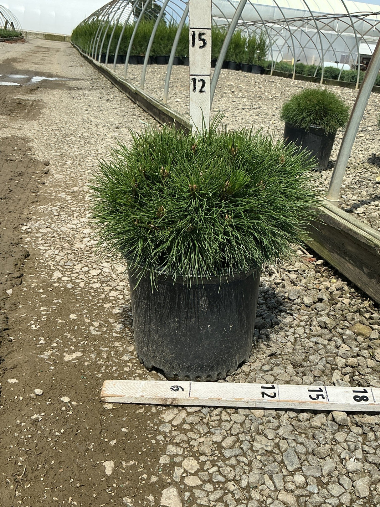 Enci Mugo Pine in a black nursery container showing its dense, rounded mounding habit with dark green needles.