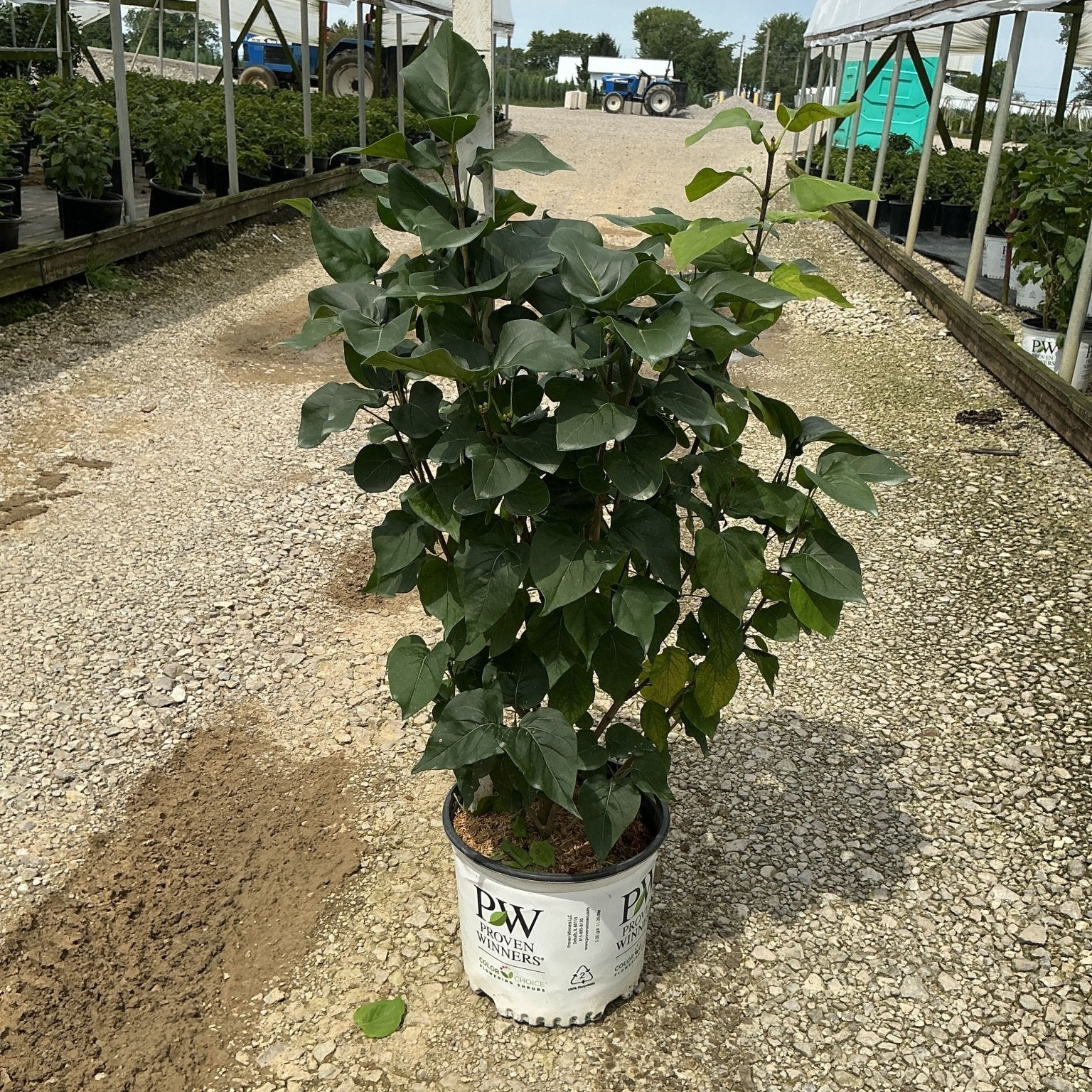 Scentara Double Blue Lilac shrub in a Proven Winners #3 container at a nursery, showing dense dark green foliage.