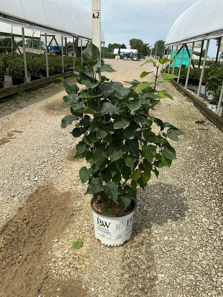 Scentara Double Blue Lilac shrub in a Proven Winners #3 container at a nursery, showing dense dark green foliage.