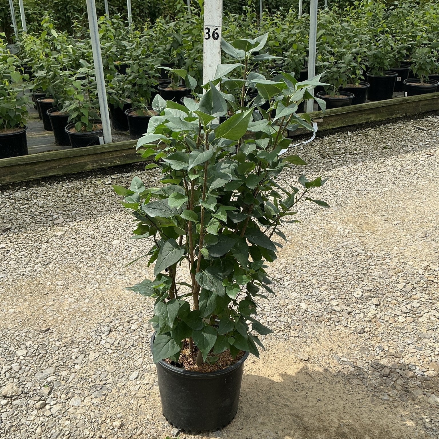 Common Purple Lilac shrub in a #3 container growing at a nursery, showing multi-stem habit with dense green foliage.