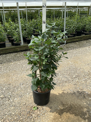Common Purple Lilac shrub in a #3 container growing at a nursery, showing multi-stem habit with dense green foliage.