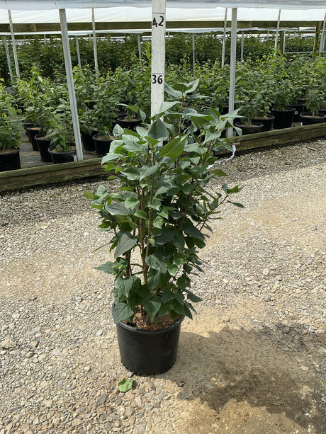 Common Purple Lilac shrub in a #3 container growing at a nursery, showing multi-stem habit with dense green foliage.