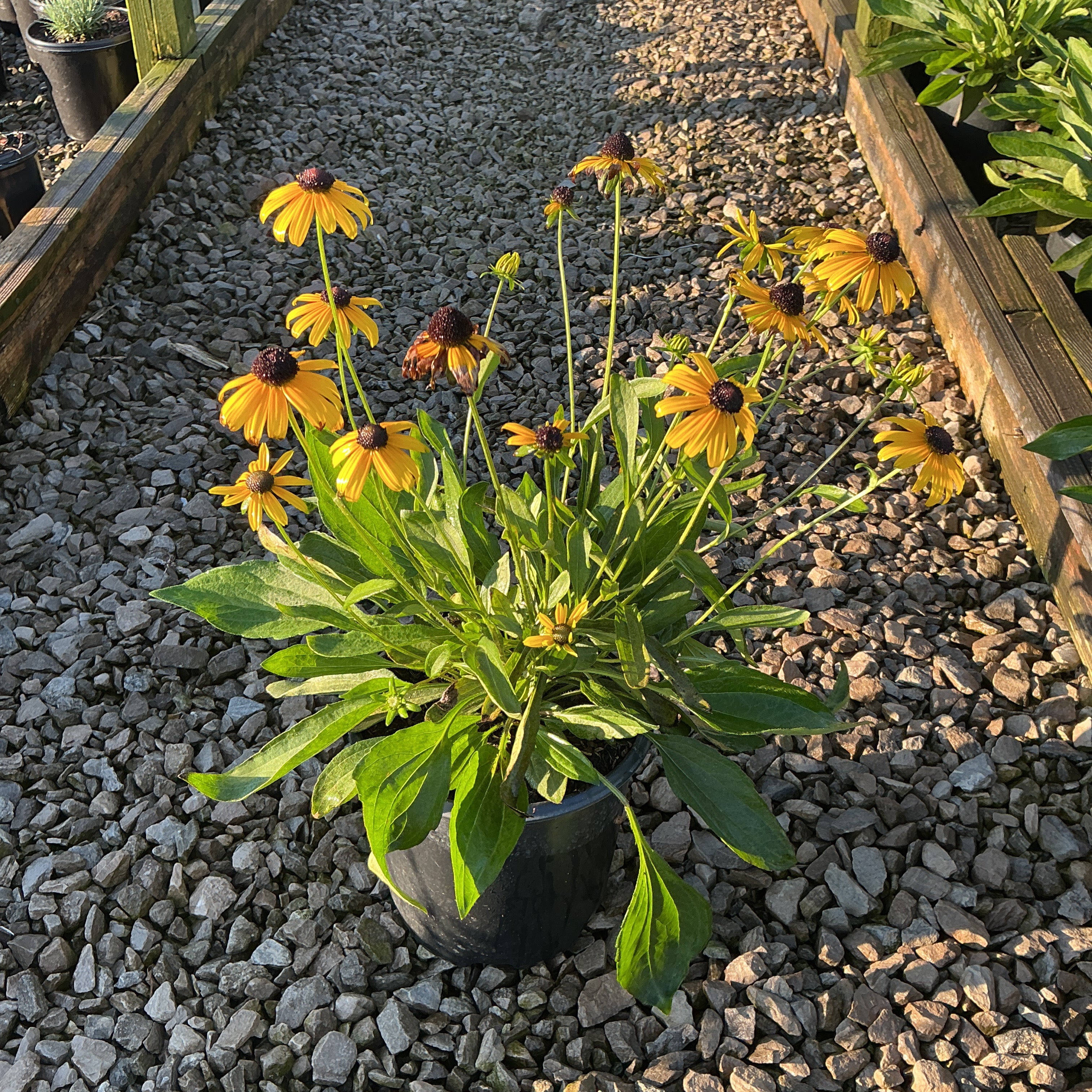 Little Suzy Black-Eyed Susan in a #1 container with golden-yellow blooms and dark centers, displayed on a gravel nursery path.