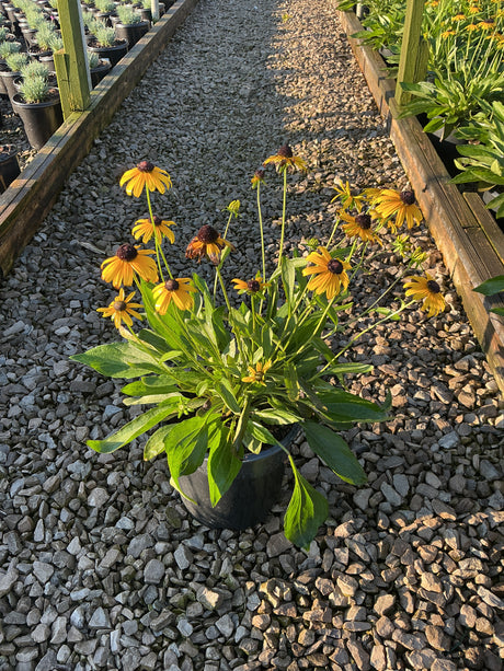 Little Suzy Black-Eyed Susan in a #1 container with golden-yellow blooms and dark centers, displayed on a gravel nursery path.