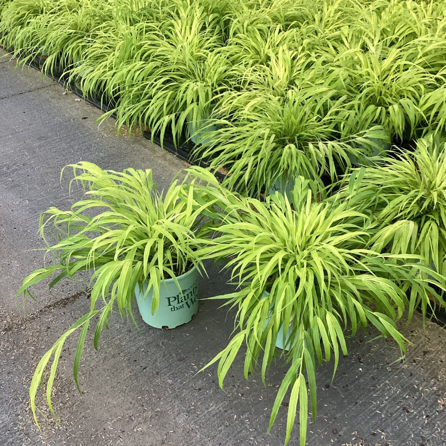 All Gold Japanese Forest Grass in light green nursery containers displaying bright chartreuse cascading foliage at a garden center.