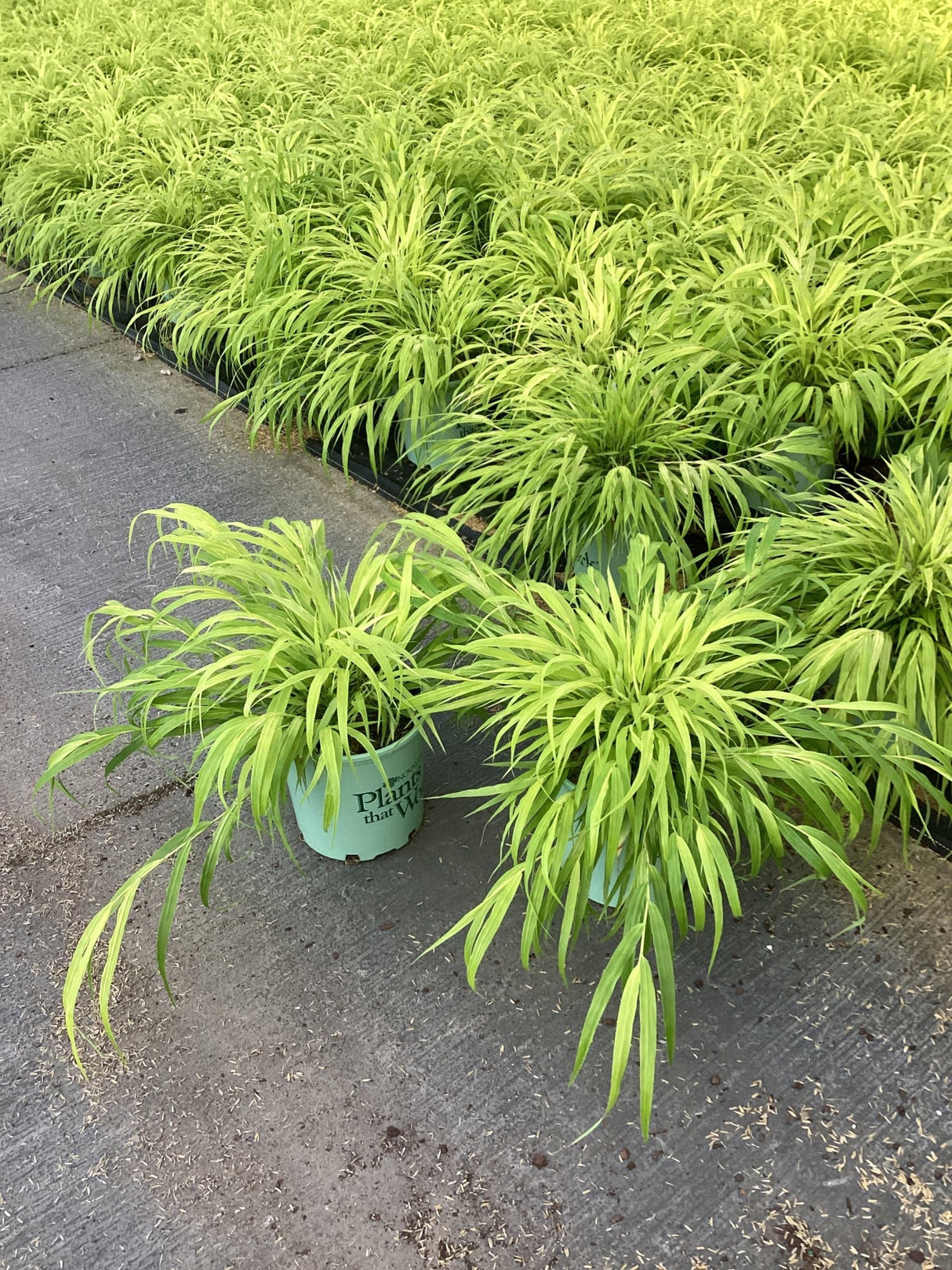 All Gold Japanese Forest Grass in light green nursery containers displaying bright chartreuse cascading foliage at a garden center.