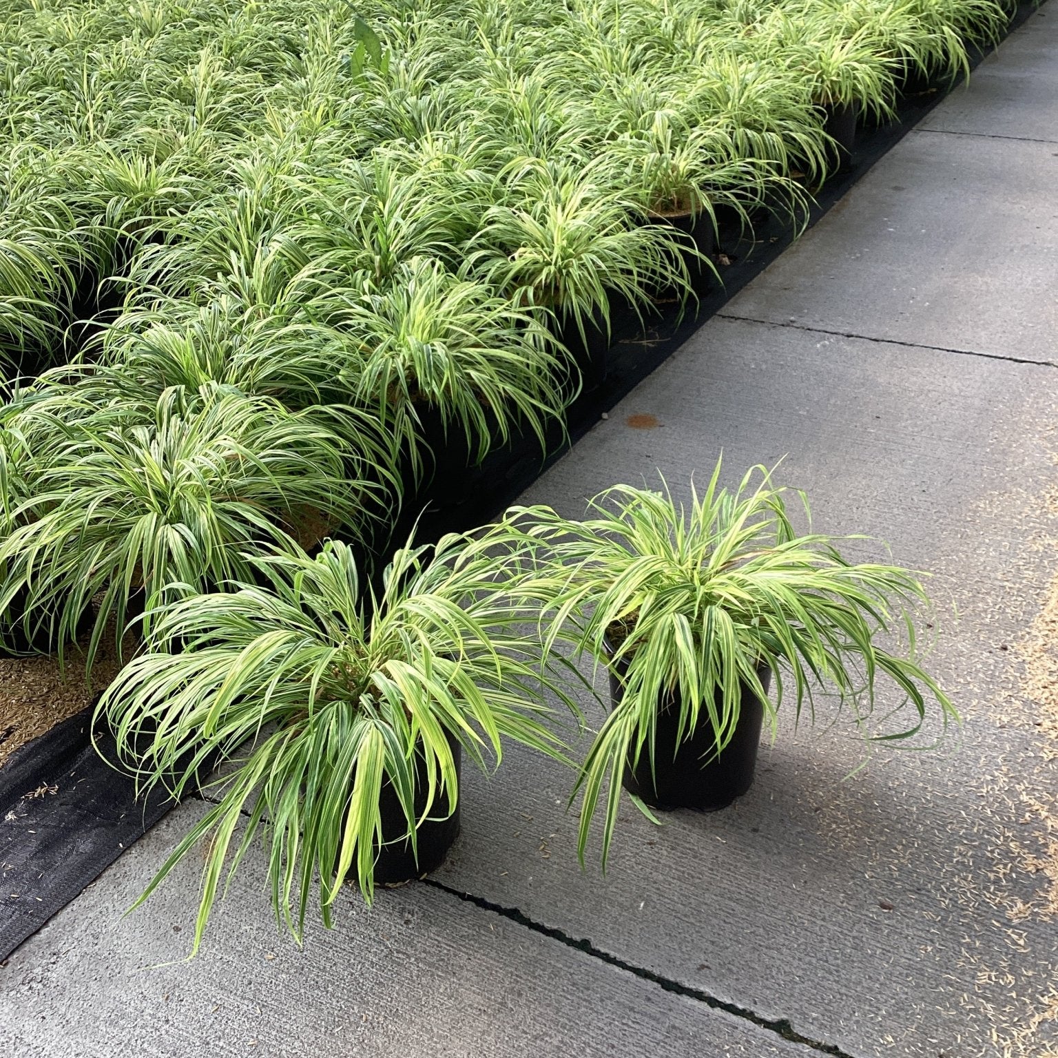 Rows of Golden Variegated Japanese Forest Grass in black nursery containers, showing arching green and yellow striped foliage.