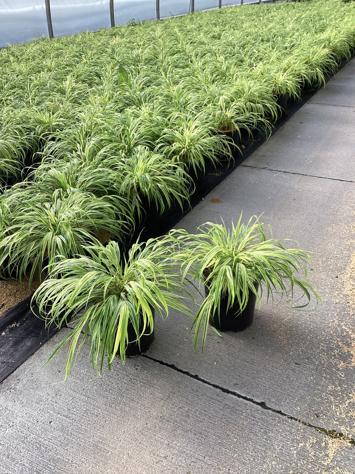 Rows of Golden Variegated Japanese Forest Grass in black nursery containers, showing arching green and yellow striped foliage.