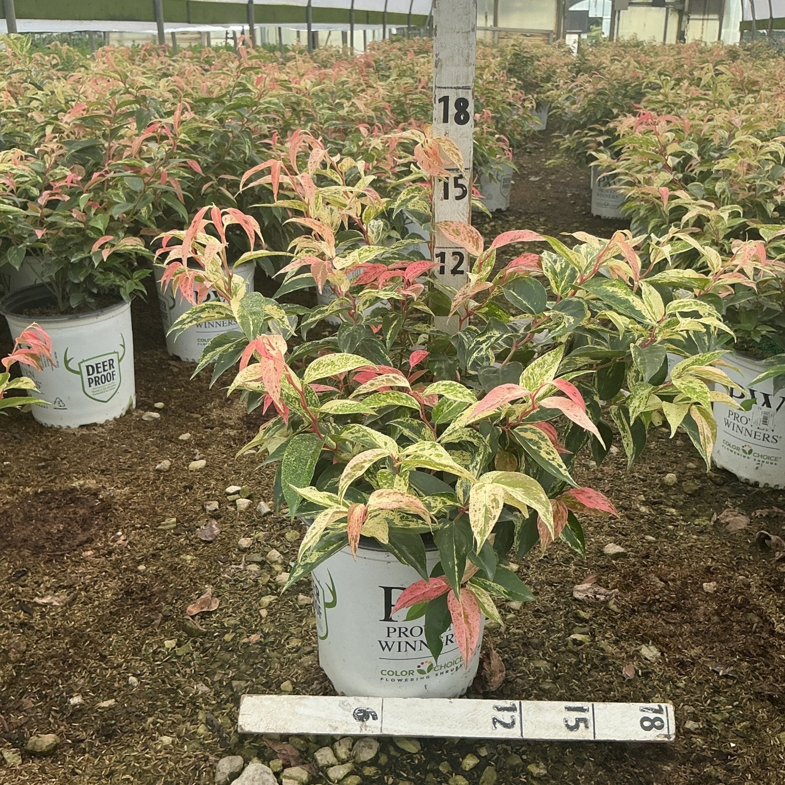 Paisley Pup Doghobble shrubs with variegated pink, red, and yellow-green foliage growing in white nursery containers inside a greenhouse.
