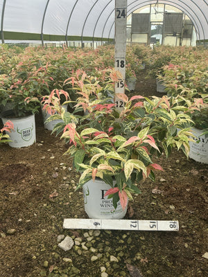 Paisley Pup Doghobble shrubs with variegated pink, red, and yellow-green foliage growing in white nursery containers inside a greenhouse.