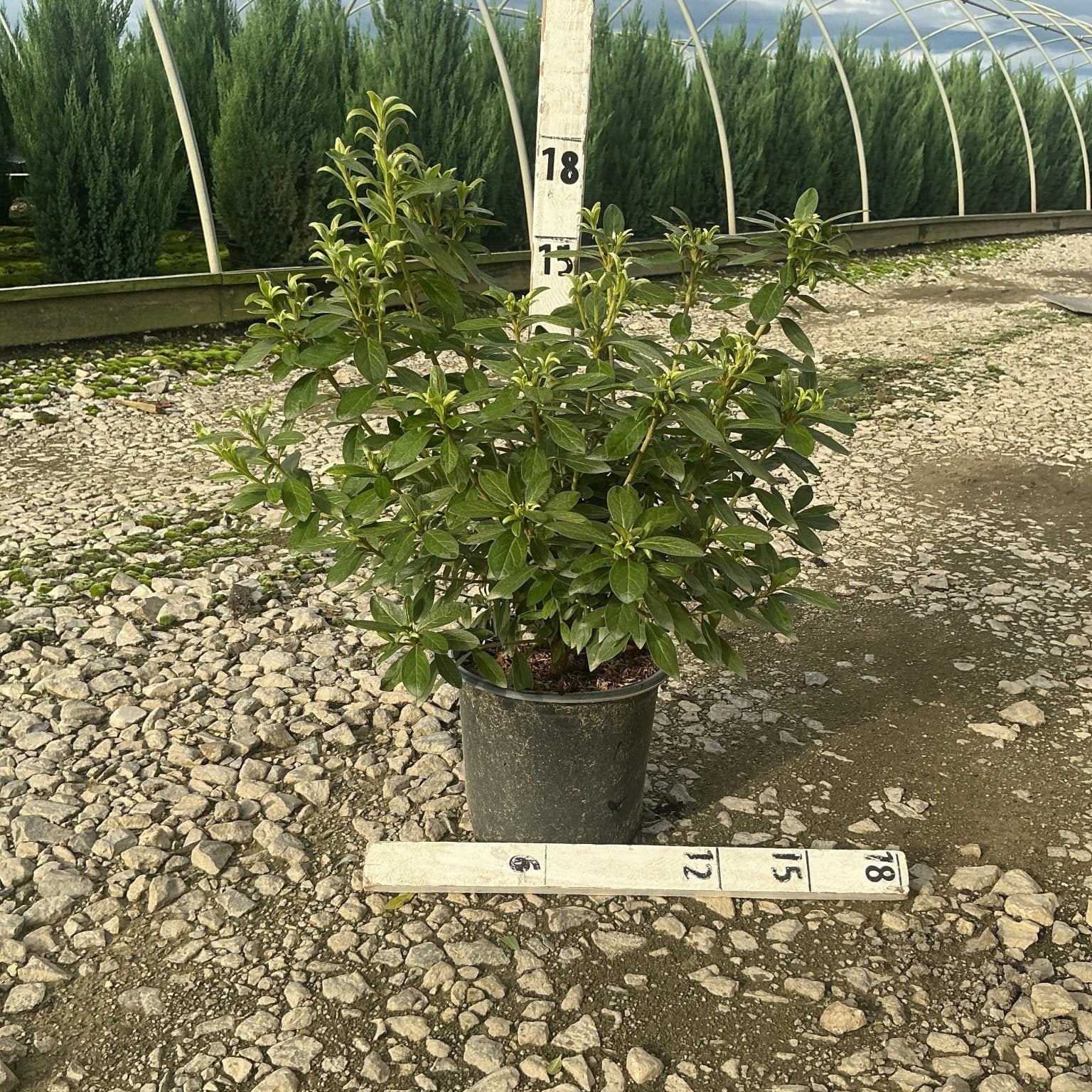 Cascade Azalea shrub in a #1 container shown against a measurement stake at a nursery, reaching approximately 18 inches tall.