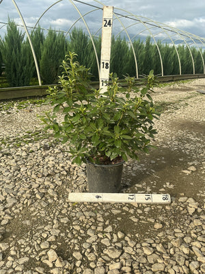 Cascade Azalea shrub in a #1 container shown against a measurement stake at a nursery, reaching approximately 18 inches tall.