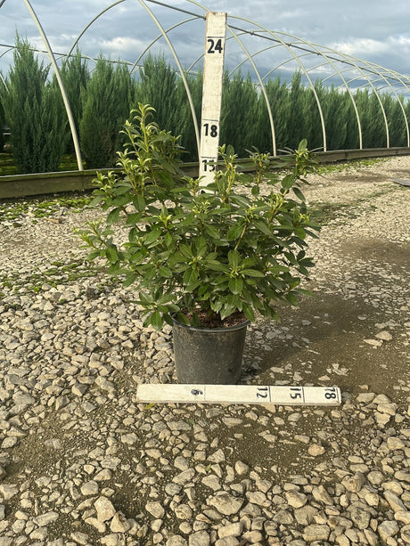 Cascade Azalea shrub in a #1 container shown against a measurement stake at a nursery, reaching approximately 18 inches tall.