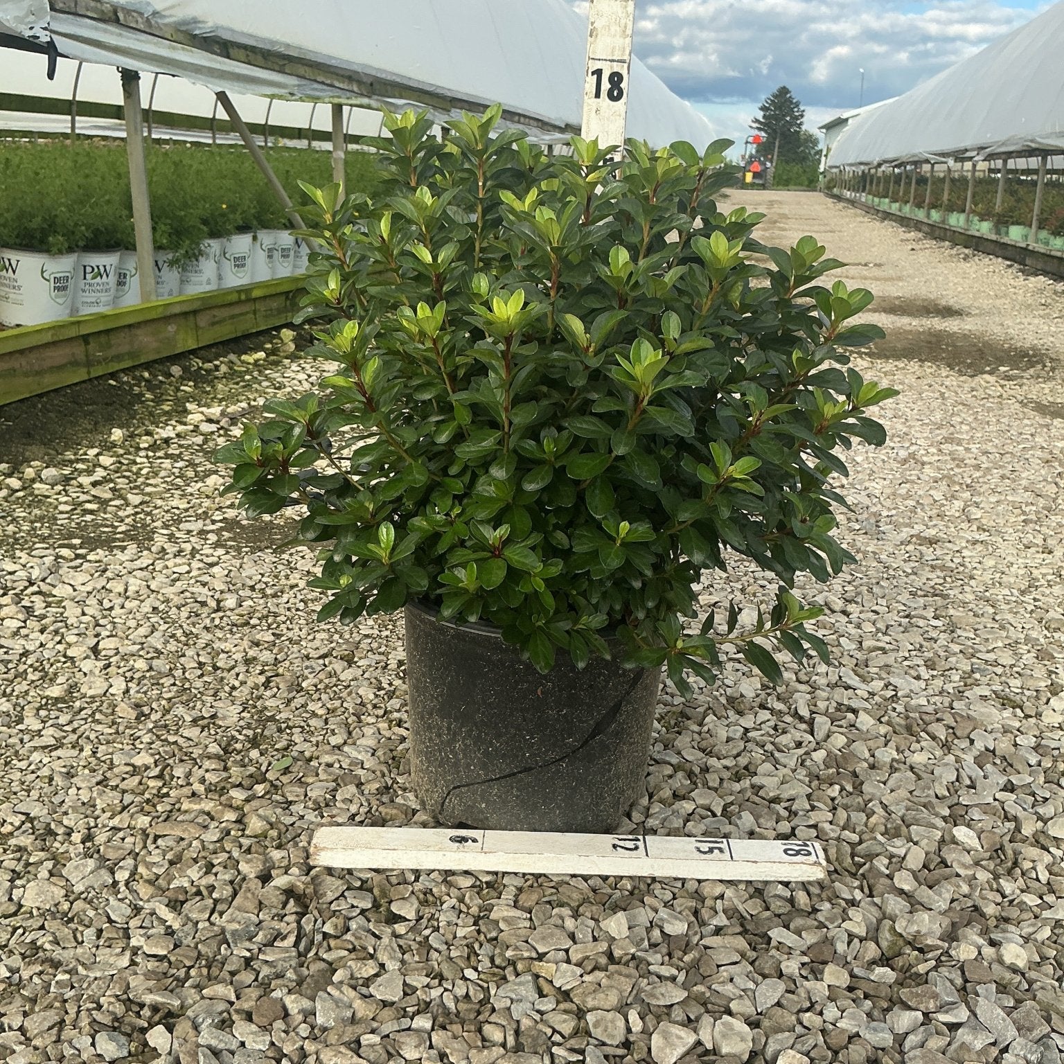 Hot Shot Girard Azalea shrub in a #3 container with dense, glossy green foliage at a nursery growing area.