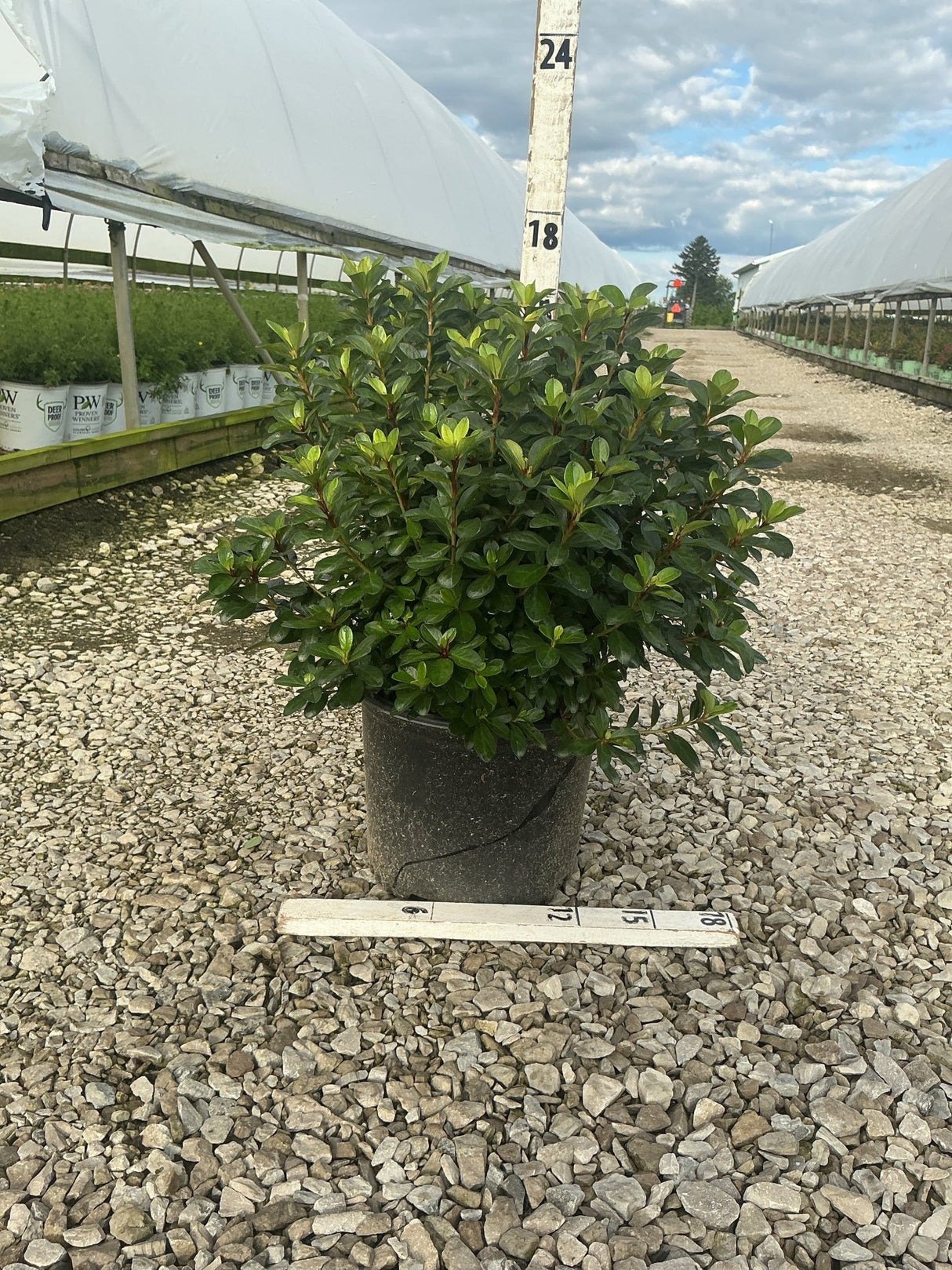 Hot Shot Girard Azalea shrub in a #3 container with dense, glossy green foliage at a nursery growing area.