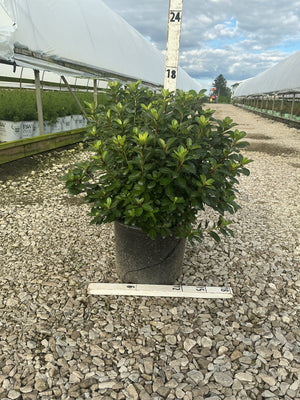 Hot Shot Girard Azalea shrub in a #3 container with dense, glossy green foliage at a nursery growing area.