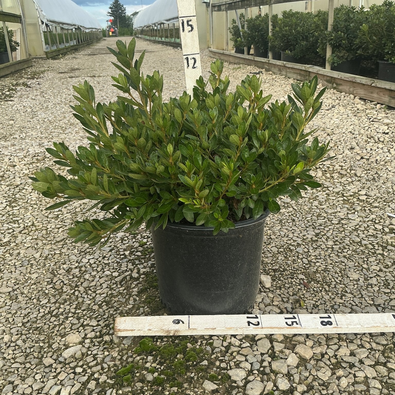 Girard's Renee Michelle Evergreen Azalea in a #3 black nursery container, showing dense dark green foliage measured at approximately 18 inches wide.