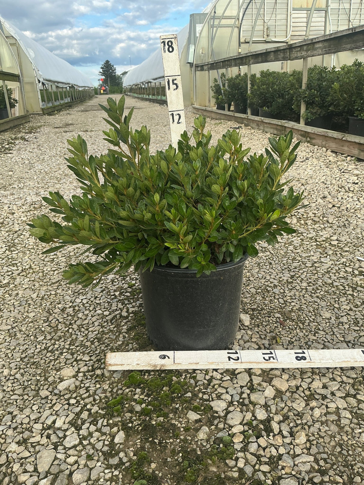 Girard's Renee Michelle Evergreen Azalea in a #3 black nursery container, showing dense dark green foliage measured at approximately 18 inches wide.